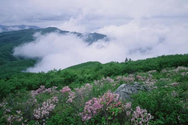 日贵格是不是命贵